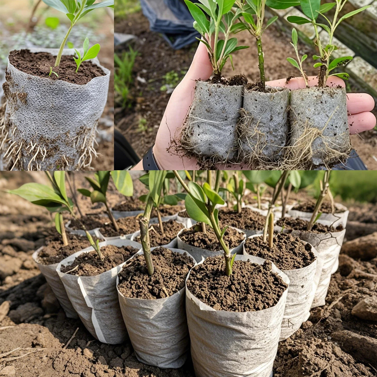 50-100 stuks Biologisch Afbreekbare Kweekzakken – Non-woven Plantenzakken voor Zaailingen, Bloemen & Groenten | Tuinaccessoires